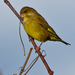 Carduelis chloris - Photo (c) Roque 141, some rights reserved (CC BY-NC)