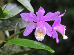 Cattleya harrisoniana