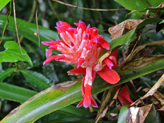 Billbergia pyramidalis