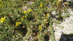 Limbarda crithmoides