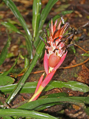 Billbergia