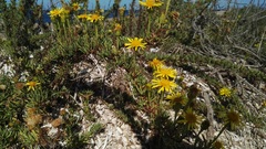 Limbarda crithmoides