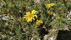 Limbarda crithmoides