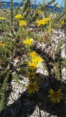 Limbarda crithmoides