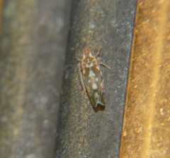 Erythroneura reflecta