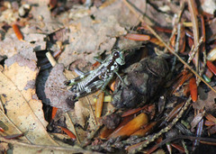 Booneacris glacialis