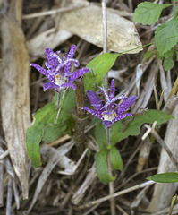 Tricyrtis hirta
