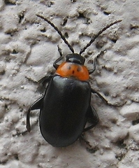 Disonycha triangularis