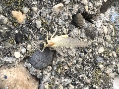 Maccaffertium pulchellum