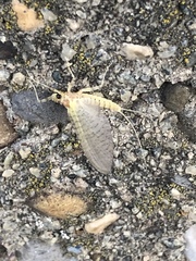 Maccaffertium pulchellum