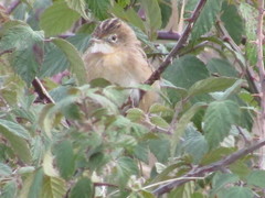 Cisticola juncidis