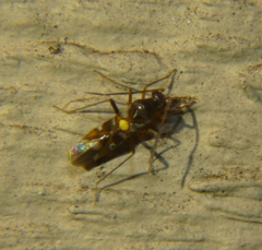 Sericophanes heidemanni