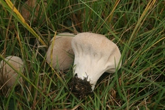 Lycoperdon lividum