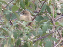 Cisticola juncidis