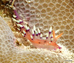 Coryphellina exoptata image
