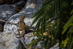 Sceloporus parvus