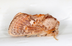 Pseudanapaea