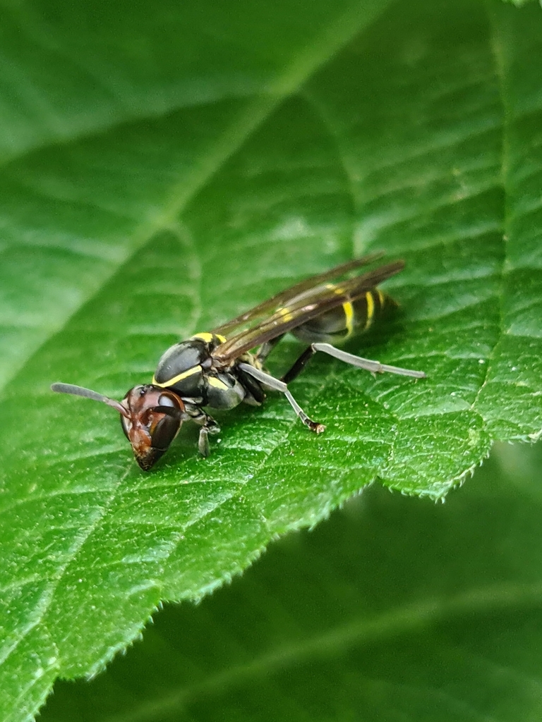 Red-headed Polybia Wasp
