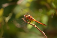 Orthetrum azureum