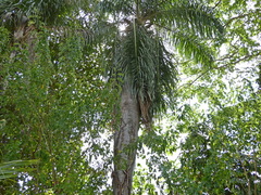 Acrocomia intumescens