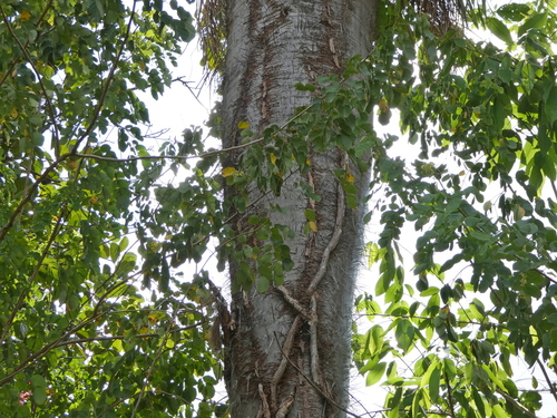 Image of Acrocomia Intumescens (Acrocomia intumescens) by (c) Helio Lourencini, some rights reserved (CC BY)