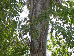 Acrocomia intumescens