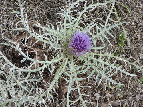 Cynara cardunculus image