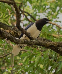 Cyanocorax cristatellus