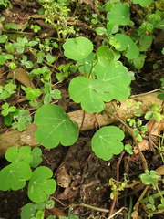 Tropaeolum tuberosum