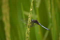 Orthetrum azureum
