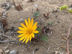 Chaetanthera frayjorgensis
