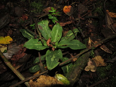Stenorrhynchos albidomaculatum