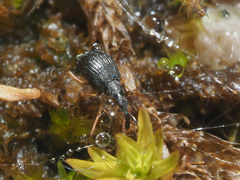 Protapion nigritarse