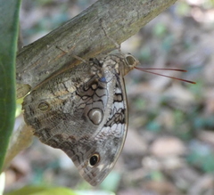 Opsiphanes invirae