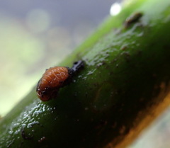 Galerucella nymphaeae