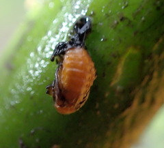 Galerucella nymphaeae