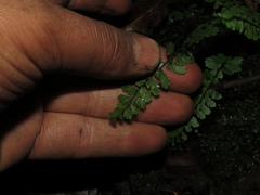 Asplenium triphyllum