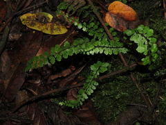 Asplenium triphyllum