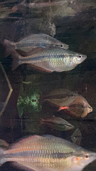 Melanotaeniidae
