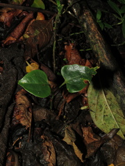 Smilax domingensis