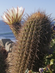 Trichocereus bolligerianus