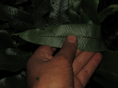 Serpocaulon levigatum