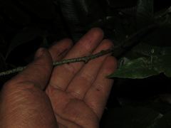 Serpocaulon levigatum