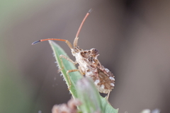 Centrocoris spiniger