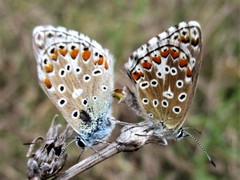 Polyommatus bellargus