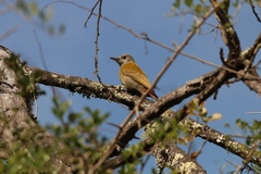 Chloropicus griseocephalus