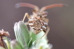 Centrocoris spiniger