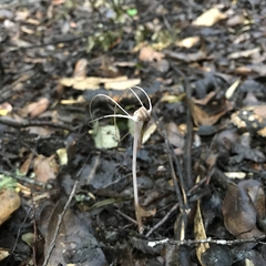 Arachnitis uniflora