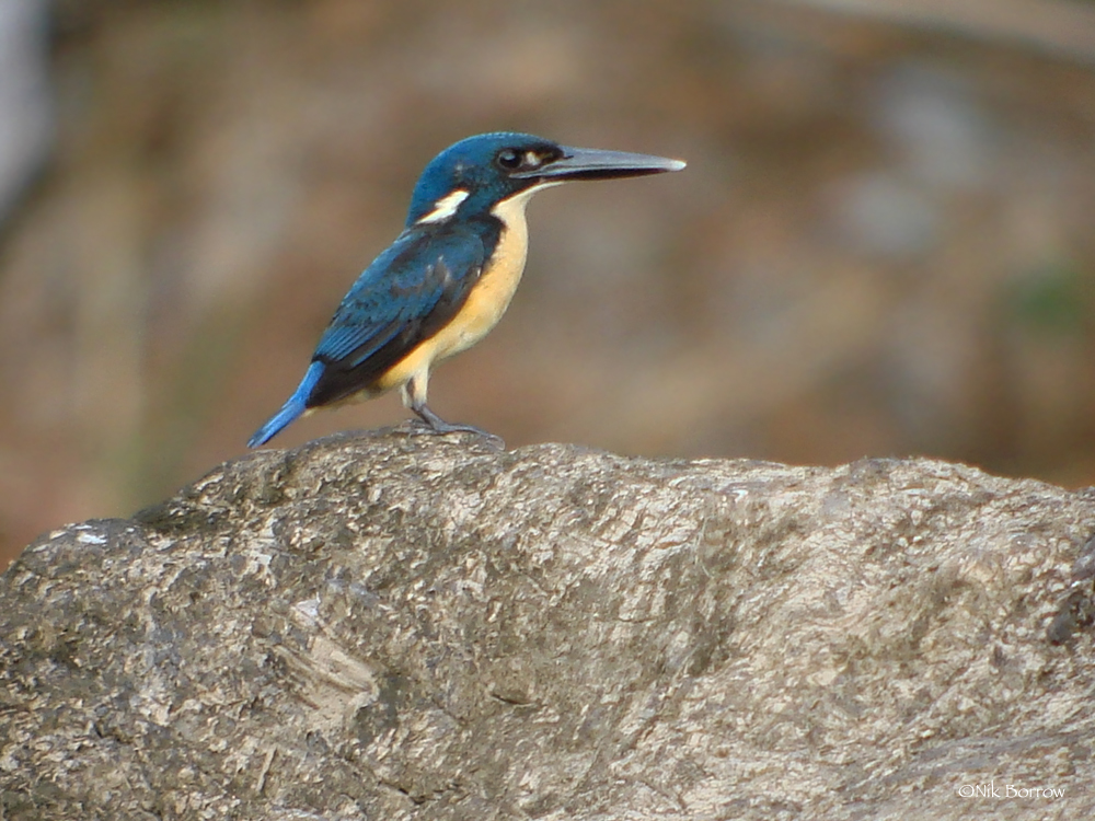 Bismarck Kingfisher illustration
