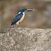 Bismarck Kingfisher - Photo (c) Nik Borrow, some rights reserved (CC BY-NC)